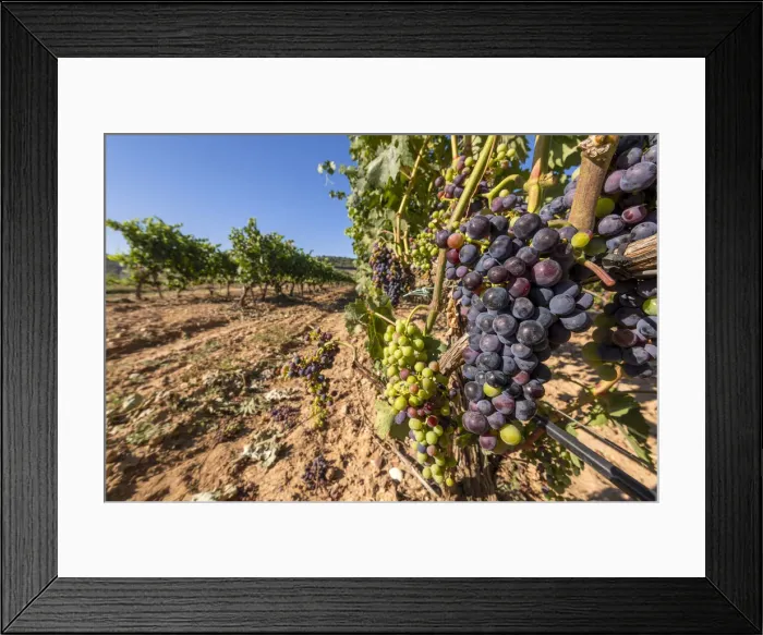 Framed Print : Vineyard, Penafiel, Castile and Leon, Spain Framed Print : Vineyard, Penafiel, Castile and Leon, Spain