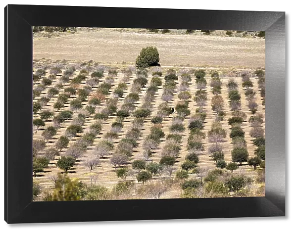 Spain, Aragon, Mora de Rubielos, Cultivation of truffles in the area of Mora de Rubielos