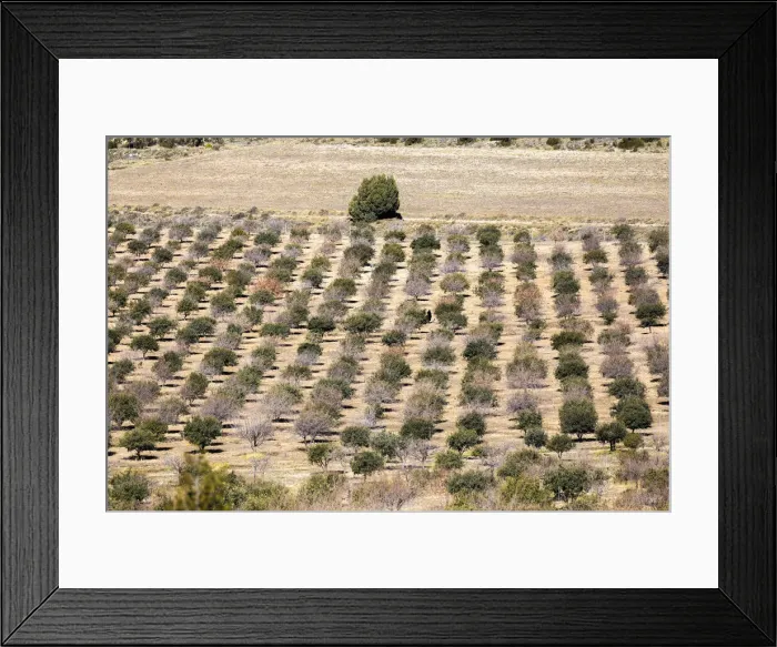 Framed Print : Spain, Aragon, Mora de Rubielos, Cultivation of truffles in the area of Mora de Rubielos Framed Print : Spain, Aragon, Mora de Rubielos, Cultivation of truffles in the area of Mora de Rubielos