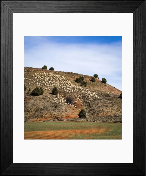 Framed Print : Spain, Aragon, Sarrion, Sheeps in a rural landscape Framed Print : Spain, Aragon, Sarrion, Sheeps in a rural landscape