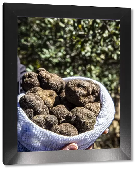 Spain, Aragon, Cantavieja, Bag of black truffles