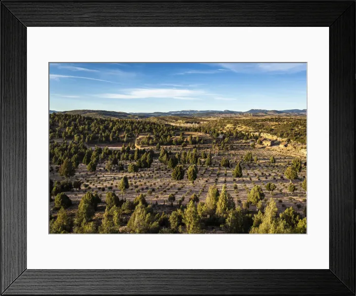 Framed Print : Spain, Aragon, Valbona, Truffle cultivation in the Masaia Rio Pilas estate Framed Print : Spain, Aragon, Valbona, Truffle cultivation in the Masaia Rio Pilas estate