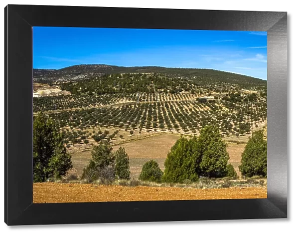Spain, Aragon, Mora de Rubielos, Truffle cultivation in the area of Mora de Rubielos