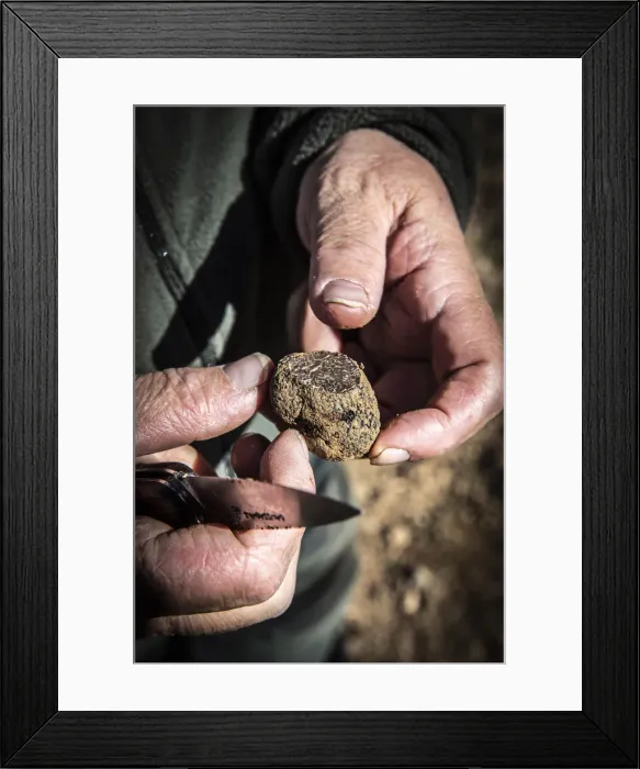 Framed Print : Spain, Aragon, Mora de Rubielos, Truffle hunter shows a section of a black truffle
