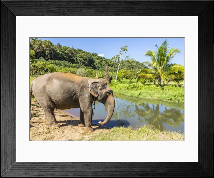 Framed Print : Asian elephant at a elephant sanctuary in Chiang Mai, Northern Thailand, Thailand