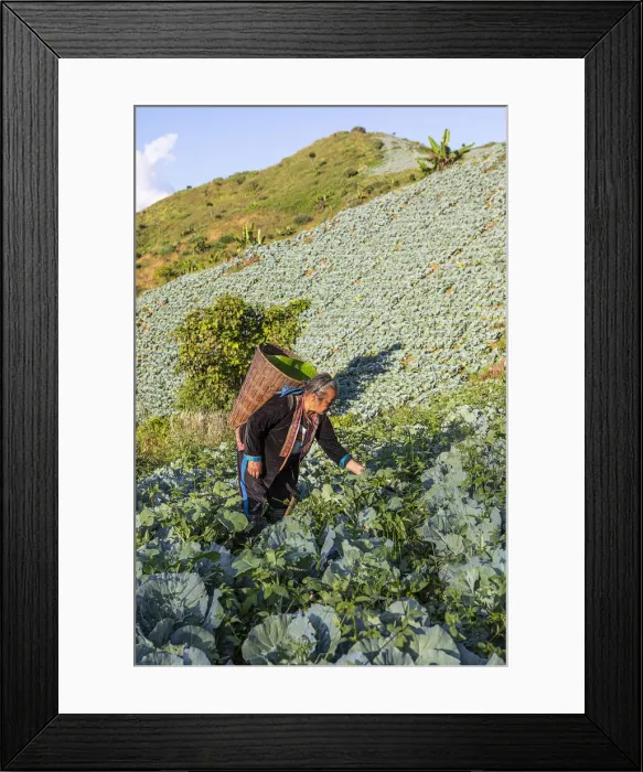 Framed Print : A woman working in the field near a Hmong village in Mae Hong Son provence Framed Print : A woman working in the field near a Hmong village in Mae Hong Son provence