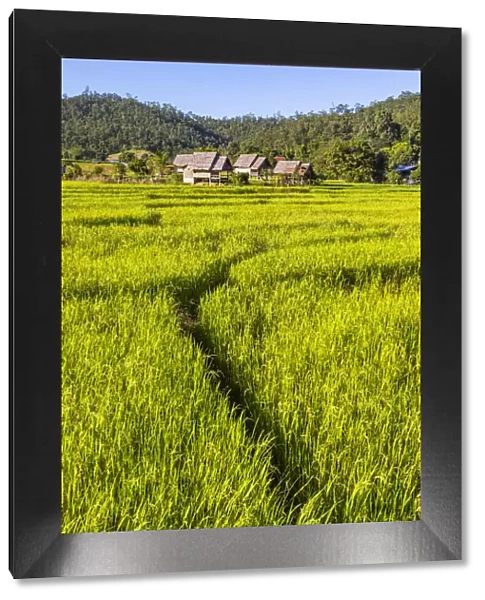 Paddy fields, Pai, Mae Hong Son province, Northern Thailand, Thailand