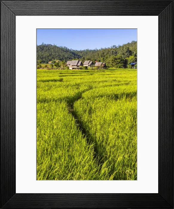 Framed Print : Paddy fields, Pai, Mae Hong Son province, Northern Thailand, Thailand Framed Print : Paddy fields, Pai, Mae Hong Son province, Northern Thailand, Thailand