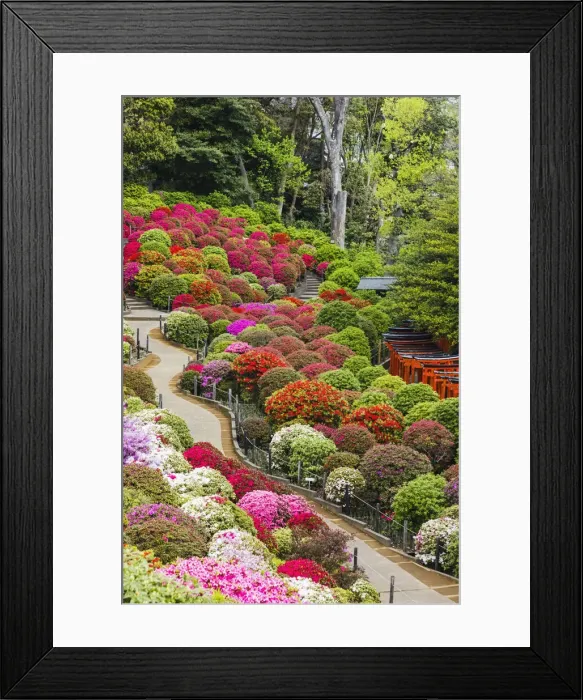 Framed Print : Japan, Honshu, Tokyo, Bunkyo-ku, Nezu Shrine, The Azalea Garden Framed Print : Japan, Honshu, Tokyo, Bunkyo-ku, Nezu Shrine, The Azalea Garden
