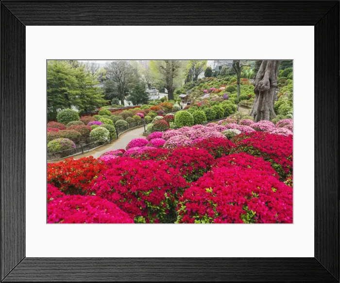 Framed Print : Japan, Honshu, Tokyo, Bunkyo-ku, Nezu Shrine, The Azalea Garden Framed Print : Japan, Honshu, Tokyo, Bunkyo-ku, Nezu Shrine, The Azalea Garden