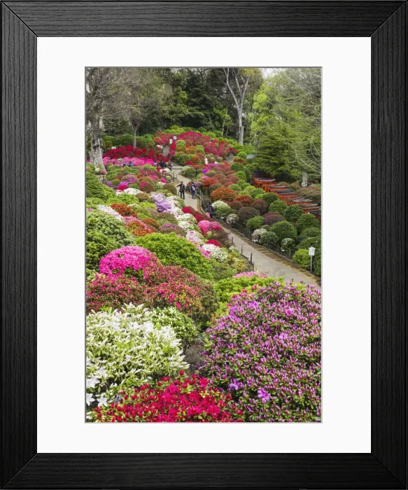 Framed Print : Japan, Honshu, Tokyo, Bunkyo-ku, Nezu Shrine, The Azalea Garden