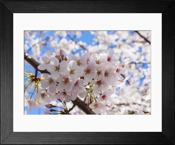 Framed Print : Japan, Honshu, Tokyo, Kudanshita, Chidori-ga-fuchi, Cherry Blossom Framed Print : Japan, Honshu, Tokyo, Kudanshita, Chidori-ga-fuchi, Cherry Blossom