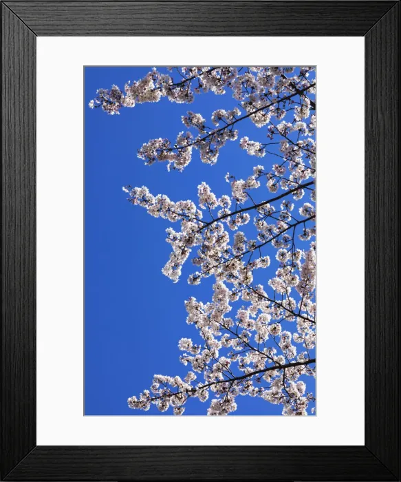 Framed Print : Japan, Honshu, Tokyo, Kudanshita, Chidori-ga-fuchi, Cherry Blossom Framed Print : Japan, Honshu, Tokyo, Kudanshita, Chidori-ga-fuchi, Cherry Blossom