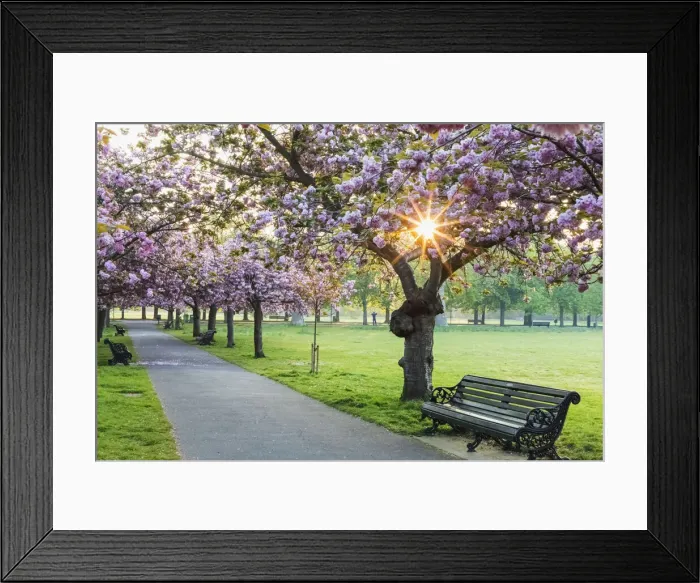 Framed Print : England, London, Greenwich, Greenwich Park, Cherry Blossom