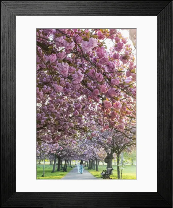 Framed Print : England, London, Greenwich, Greenwich Park, Cherry Blossom Framed Print : England, London, Greenwich, Greenwich Park, Cherry Blossom