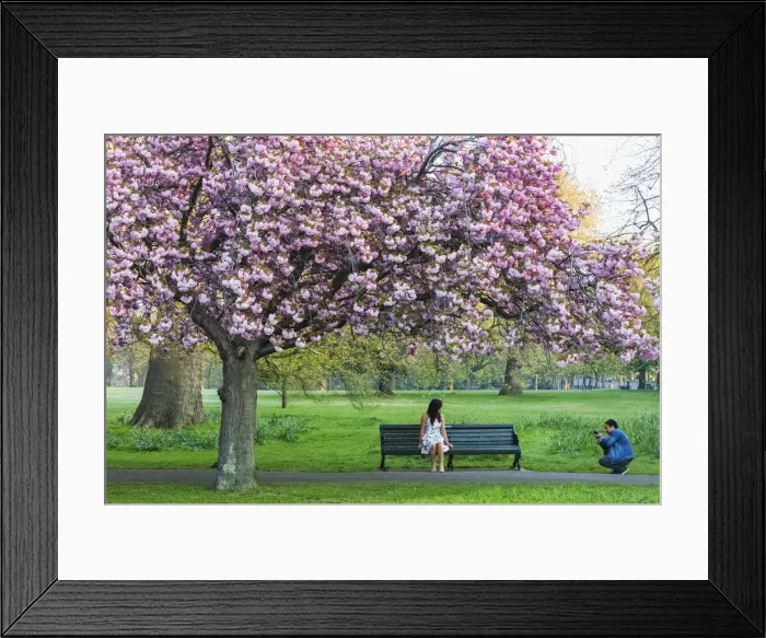 Framed Print : England, London, Greenwich, Greenwich Park, Cherry Blossom