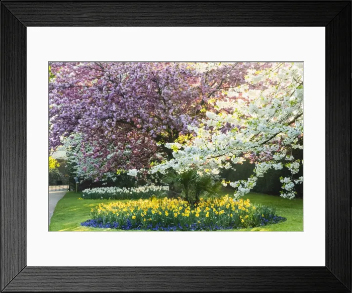 Framed Print : England, London, Greenwich, Greenwich Park, Cherry Blossom Framed Print : England, London, Greenwich, Greenwich Park, Cherry Blossom