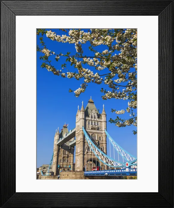 Framed Print : England, London, Tower Bridge and Cherry Blossom Framed Print : England, London, Tower Bridge and Cherry Blossom