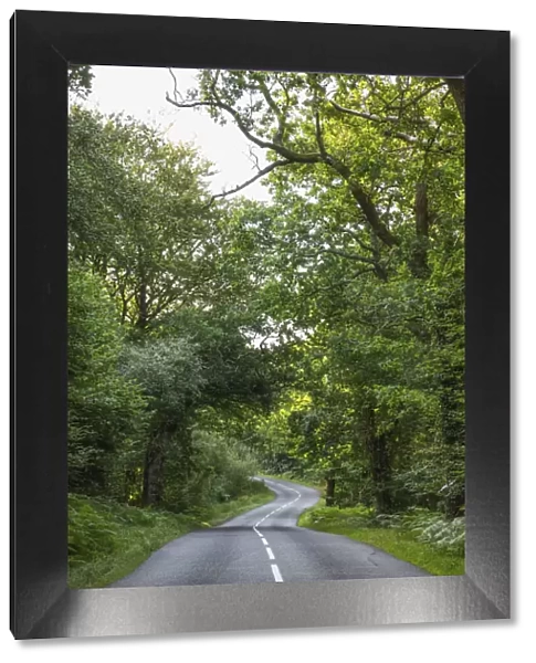 England, Hampshire, New Forest, Empty Road and Trees