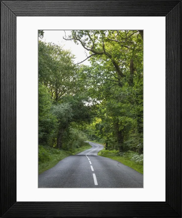 Framed Print : England, Hampshire, New Forest, Empty Road and Trees