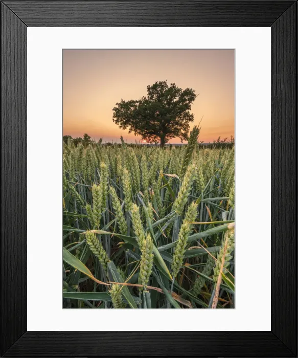 Framed Print : UK, England, Bedfordshire, countryside near Haynes Framed Print : UK, England, Bedfordshire, countryside near Haynes