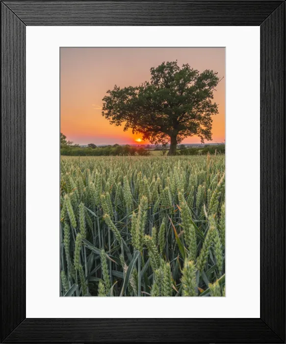 Framed Print : UK, England, Bedfordshire, countryside near Haynes Framed Print : UK, England, Bedfordshire, countryside near Haynes