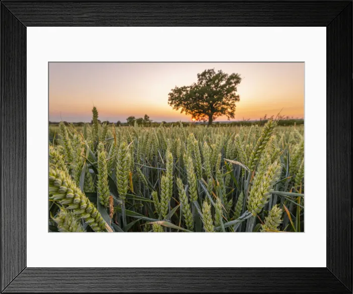 Framed Print : UK, England, Bedfordshire, countryside near Haynes Framed Print : UK, England, Bedfordshire, countryside near Haynes