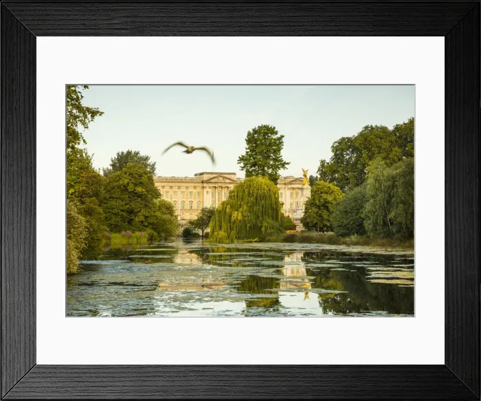 Framed Print : Buckingham Palace, St. Jamess Park, London, England, UK Framed Print : Buckingham Palace, St. Jamess Park, London, England, UK