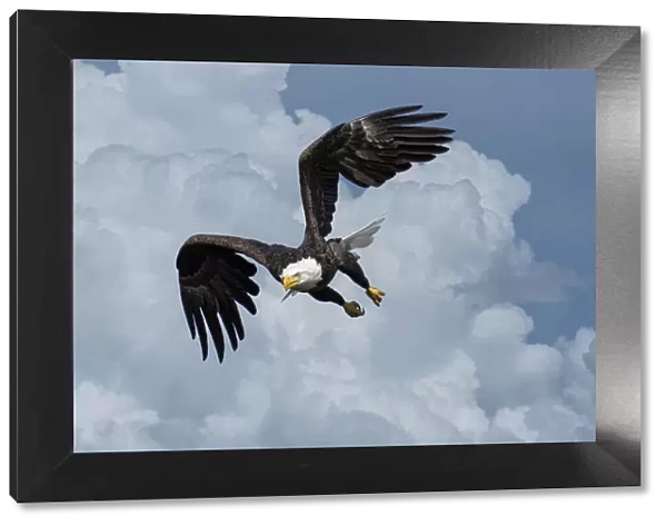 USA, Louisiana, Houmas, Bald Eagle in flight, Haliaeetus leucocephalus, (m)