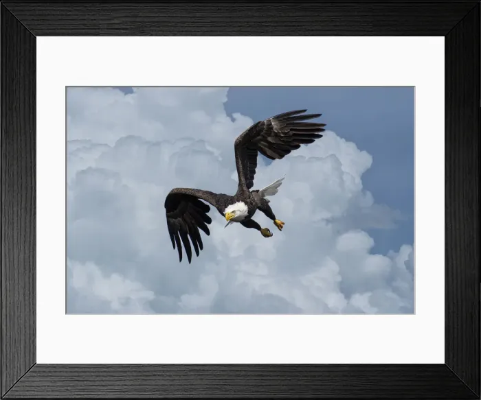 Framed Print : USA, Louisiana, Houmas, Bald Eagle in flight, Haliaeetus leucocephalus, (m)