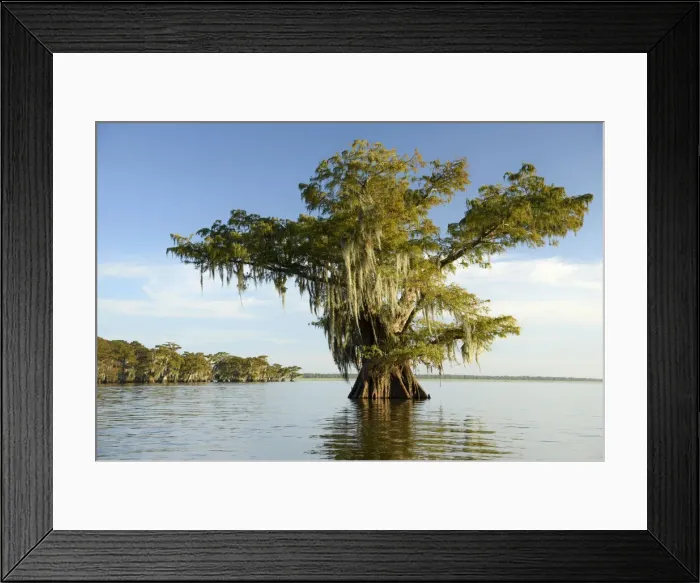 Framed Print : North America; USA; American; South; Seep South; Louisiana; Jefferson Parish; St Framed Print : North America; USA; American; South; Seep South; Louisiana; Jefferson Parish; St