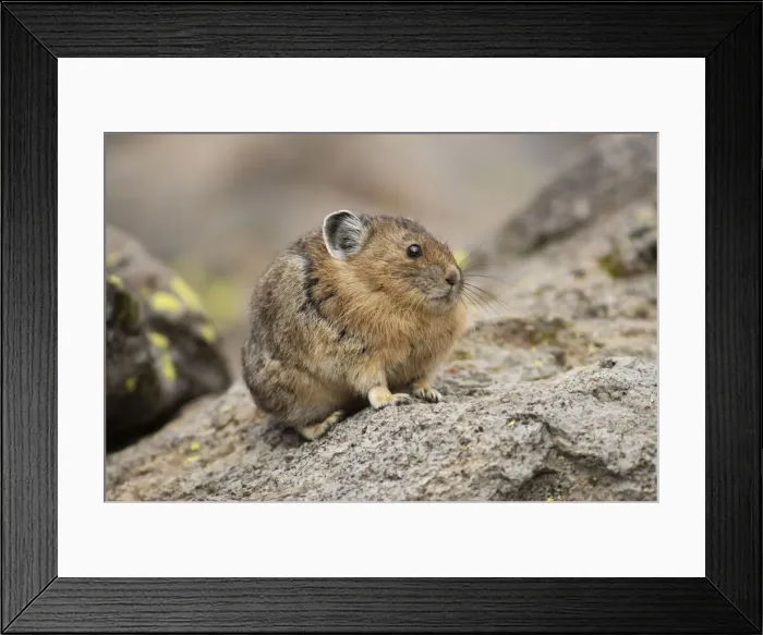 Framed Print : USA, Wyoming, Yellowstone, National Park, UNESCO, World Heritage, Pika Framed Print : USA, Wyoming, Yellowstone, National Park, UNESCO, World Heritage, Pika