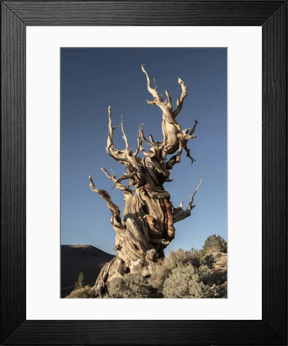 Framed Print : USA, Inyo County, Eastern Sierra, California, The Ancient Bristlecone Pine Forest is a