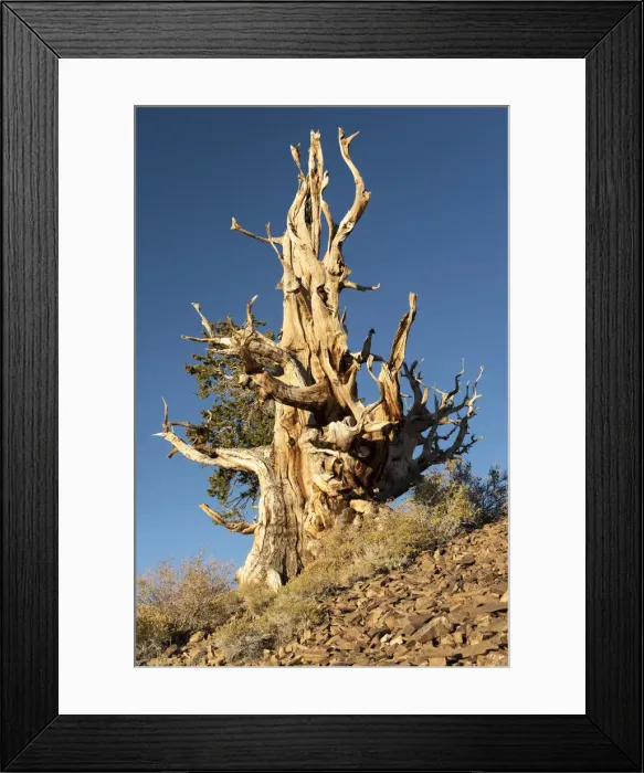 Framed Print : USA, Inyo County, Eastern Sierra, California, The Ancient Bristlecone Pine Forest is a Framed Print : USA, Inyo County, Eastern Sierra, California, The Ancient Bristlecone Pine Forest is a