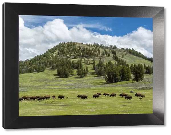 USA, Rocky Mountains, Wyoming, Yellowstone, National Park, UNESCO, World Heritage