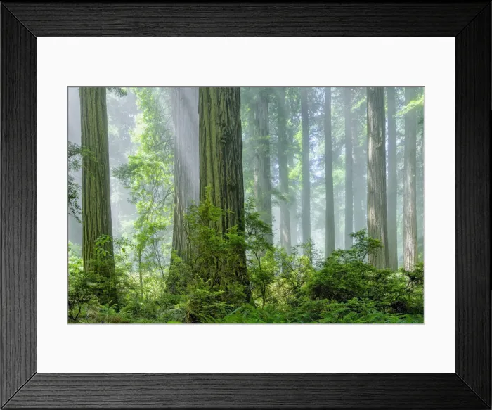 Framed Print : USA, California, Del Norte County, Redwood National Park Framed Print : USA, California, Del Norte County, Redwood National Park