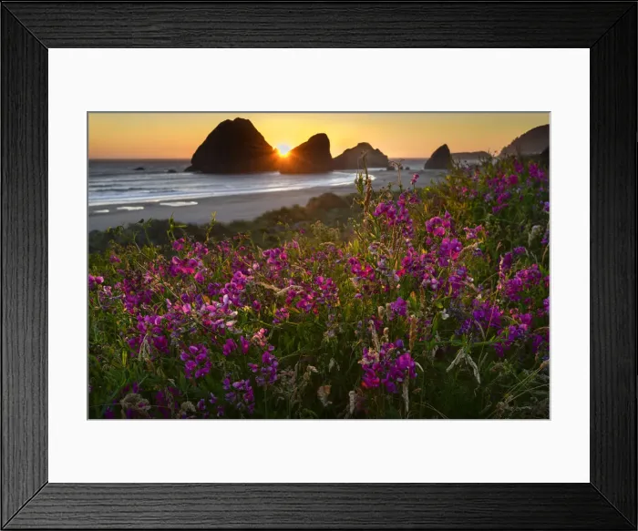 Framed Print : USA, Oregon, Oregon Coast, Pistol River, coastline and summer bloom Framed Print : USA, Oregon, Oregon Coast, Pistol River, coastline and summer bloom