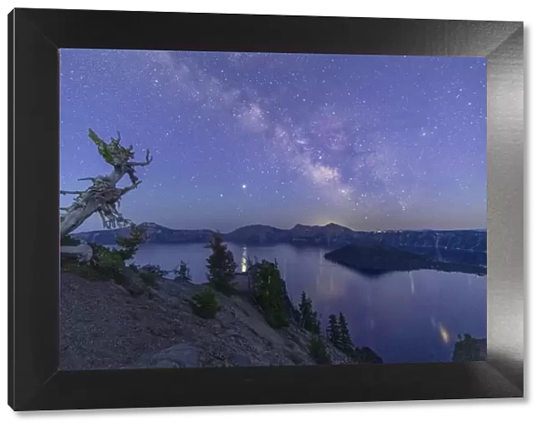 USA, Oregon, Crater Lake National Park, Milky way and pine tree