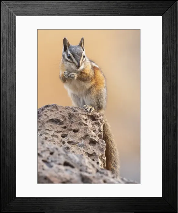 Framed Print : USA, Oregon, Bend, Neotamias minimus, Least Chipmunk Framed Print : USA, Oregon, Bend, Neotamias minimus, Least Chipmunk
