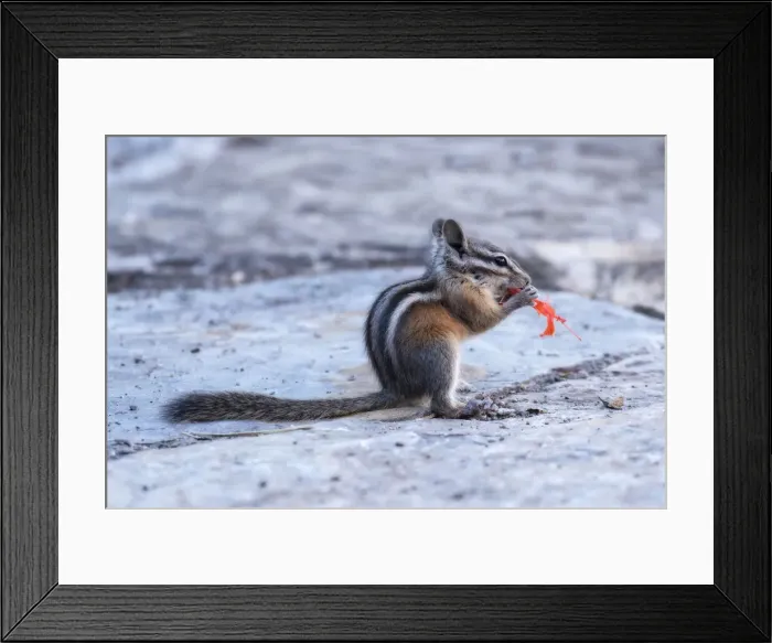 Framed Print : USA, Pacific Northwest, Oregon, Sciuridae, Chipmunk eating flower Framed Print : USA, Pacific Northwest, Oregon, Sciuridae, Chipmunk eating flower