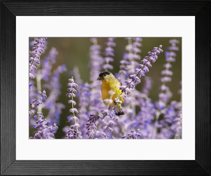 Framed Print : USA, Pacific Northwest, Oregon, Spinus psaltria, Lesser Doldfinch Framed Print : USA, Pacific Northwest, Oregon, Spinus psaltria, Lesser Doldfinch