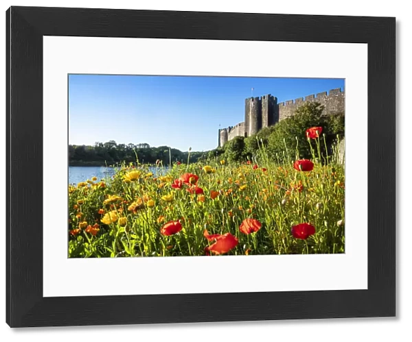 Europe, United Kingdom, Wales, Pembrokeshire, poppy meadow in front of Pembroke Castle