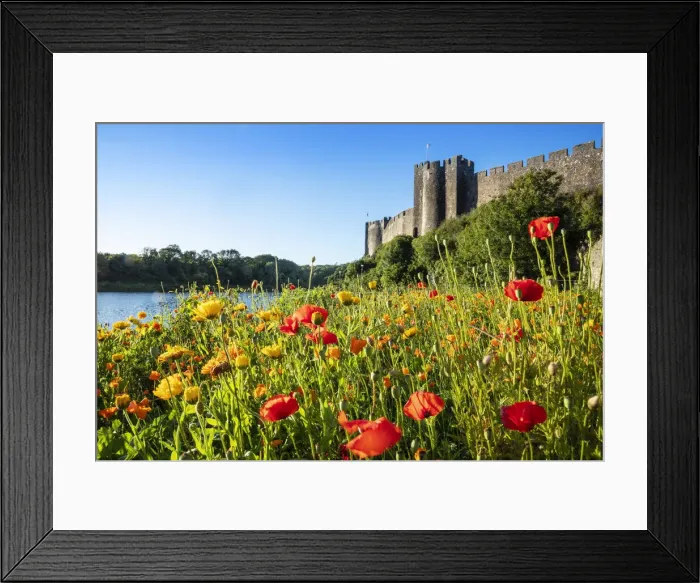 Framed Print : Europe, United Kingdom, Wales, Pembrokeshire, poppy meadow in front of Pembroke Castle Framed Print : Europe, United Kingdom, Wales, Pembrokeshire, poppy meadow in front of Pembroke Castle