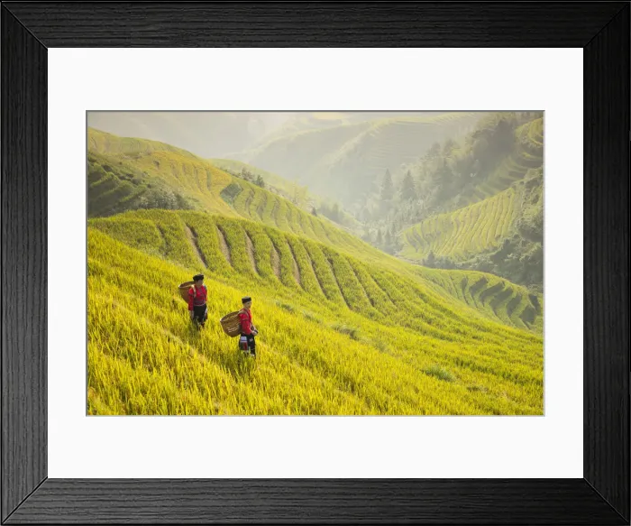 Framed Print : Ladies of the Yao minority in the field, the Dragons Backbone, Longji Rice Terraces Framed Print : Ladies of the Yao minority in the field, the Dragons Backbone, Longji Rice Terraces