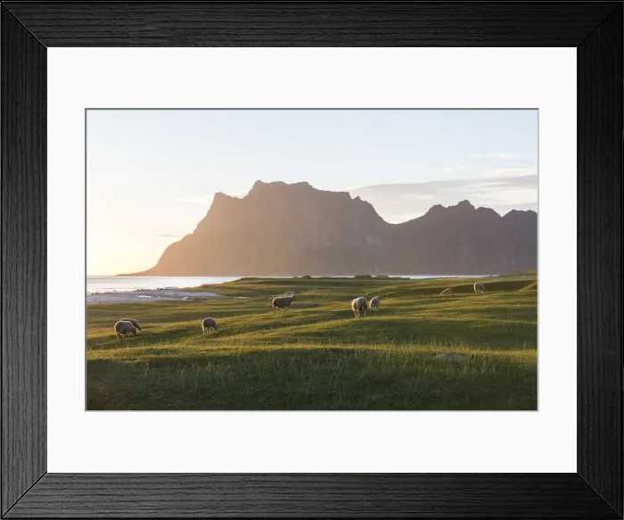 Framed Print : Sheep grazing in the meadows during midnight sun, Uttakleiv, Lofoten Islands Framed Print : Sheep grazing in the meadows during midnight sun, Uttakleiv, Lofoten Islands