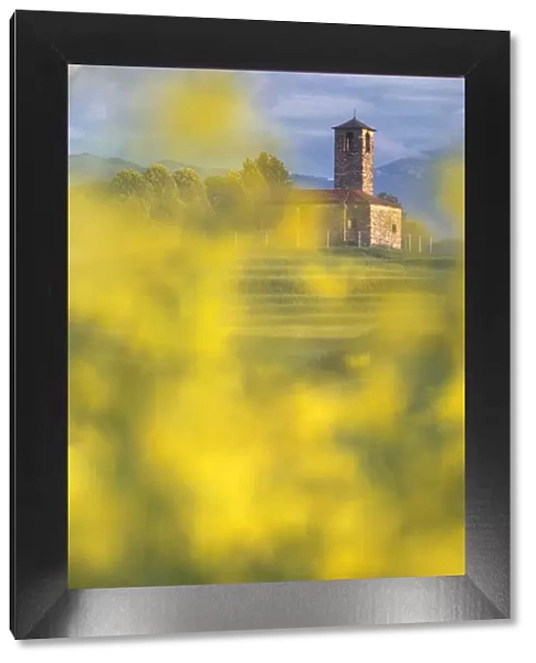 Rapeseed (Brassica Napus) frame the San Martino church, Garbagnate Monastero