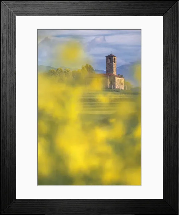 Framed Print : Rapeseed (Brassica Napus) frame the San Martino church, Garbagnate Monastero Framed Print : Rapeseed (Brassica Napus) frame the San Martino church, Garbagnate Monastero