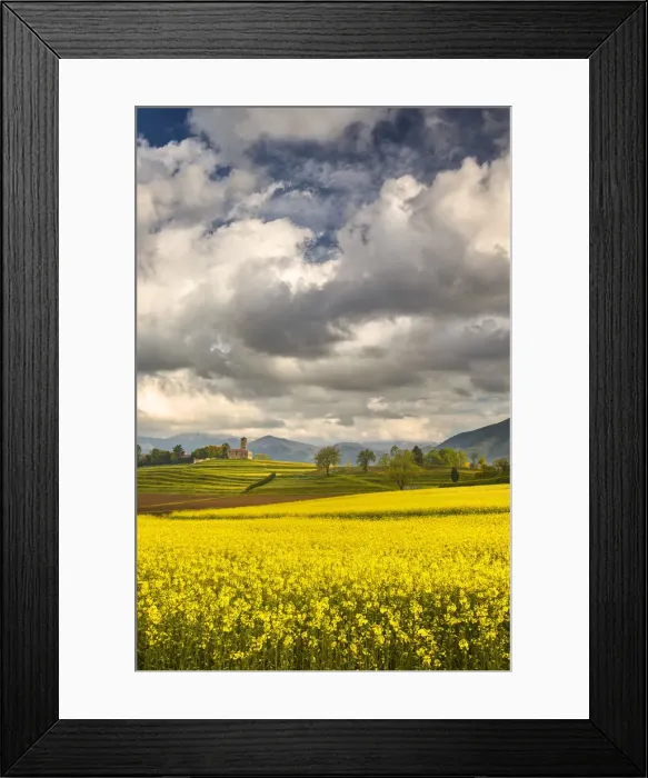 Framed Print : Rapeseed fields (Brassica Napus), San Martino church, Garbagnate Monastero Framed Print : Rapeseed fields (Brassica Napus), San Martino church, Garbagnate Monastero