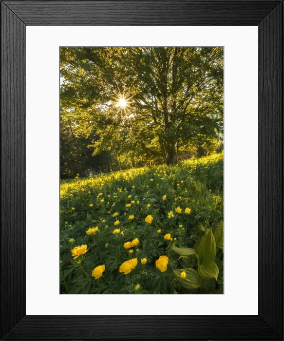 Framed Print : Blooming of Globeflowers (trollius) on meadows of Coltignone mount, Pian dei Resinelli Framed Print : Blooming of Globeflowers (trollius) on meadows of Coltignone mount, Pian dei Resinelli