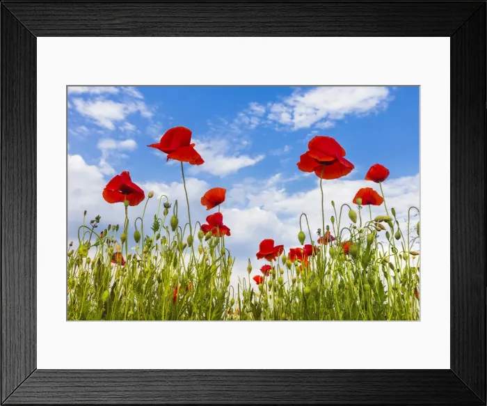 Framed Print : Poppies flowering on meadows, Lazzago, Brianza, Como province, Lombardy, Italy Framed Print : Poppies flowering on meadows, Lazzago, Brianza, Como province, Lombardy, Italy